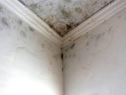 Best Attic Mold Removal  in Rockford, IL