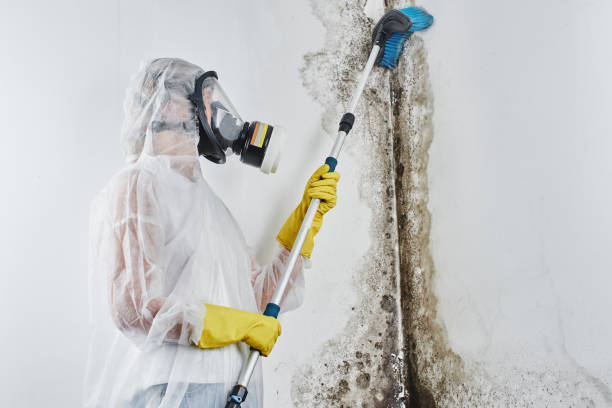 Mold Remediation for Vacation Homes in Rockford, IL